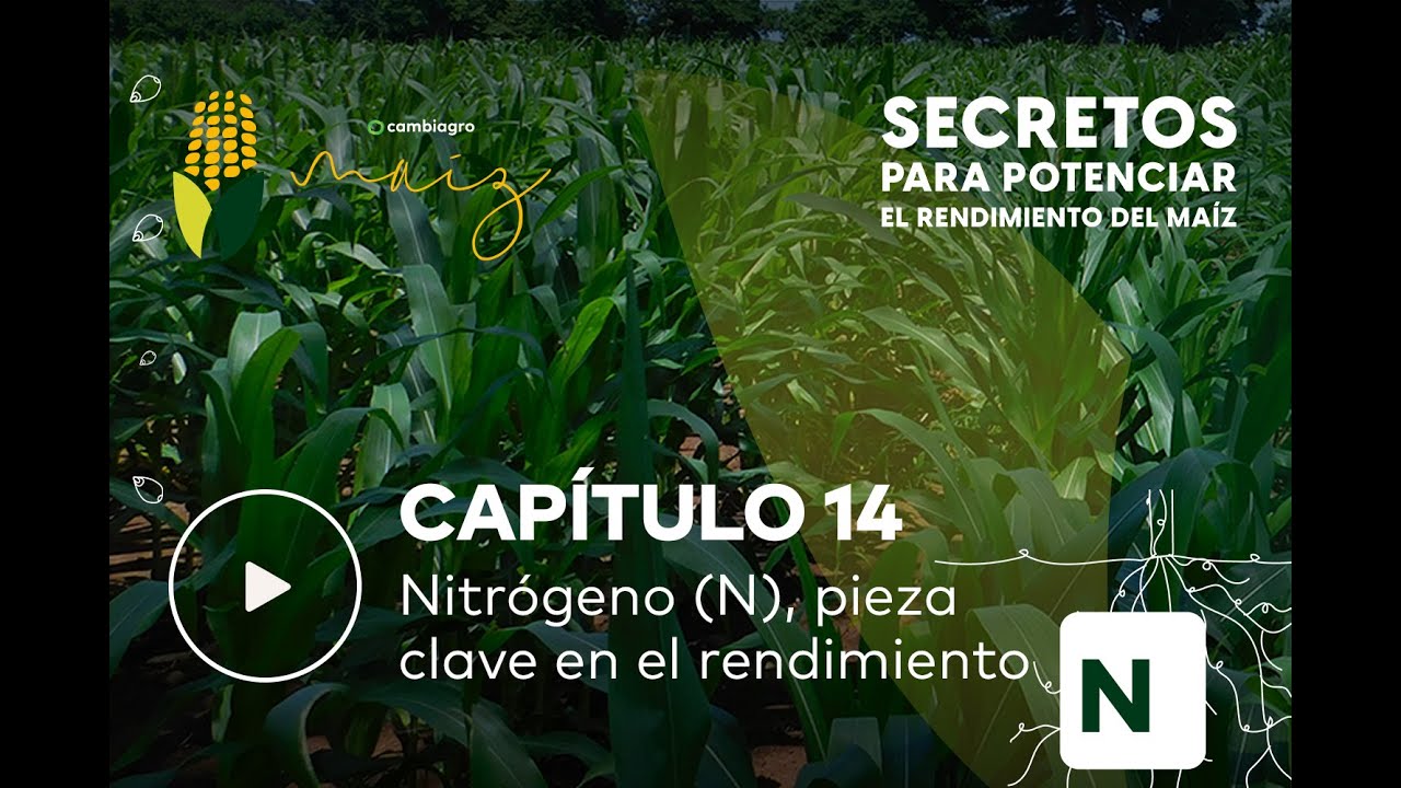 Por qué y cómo aplicar 𝐍𝐢𝐭𝐫𝐨́𝐠𝐞𝐧𝐨 (𝐍): clave en maíz de alto rendimiento