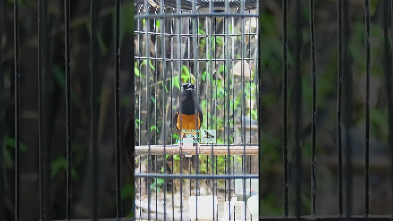 murai batu gacor AMPUH buat PANCINGAN murai batu agar bunyi JADIKAN burung murai gacor EMOSI NYAUT5