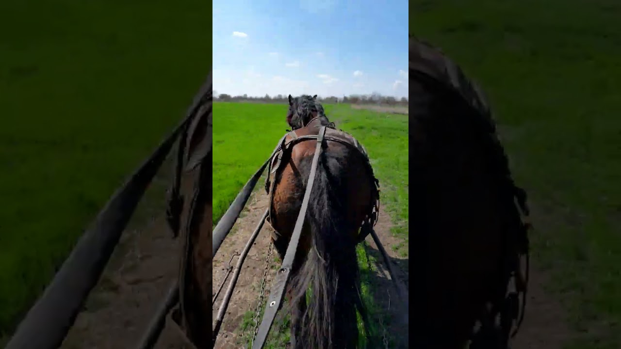 Cu Doinița la câmp