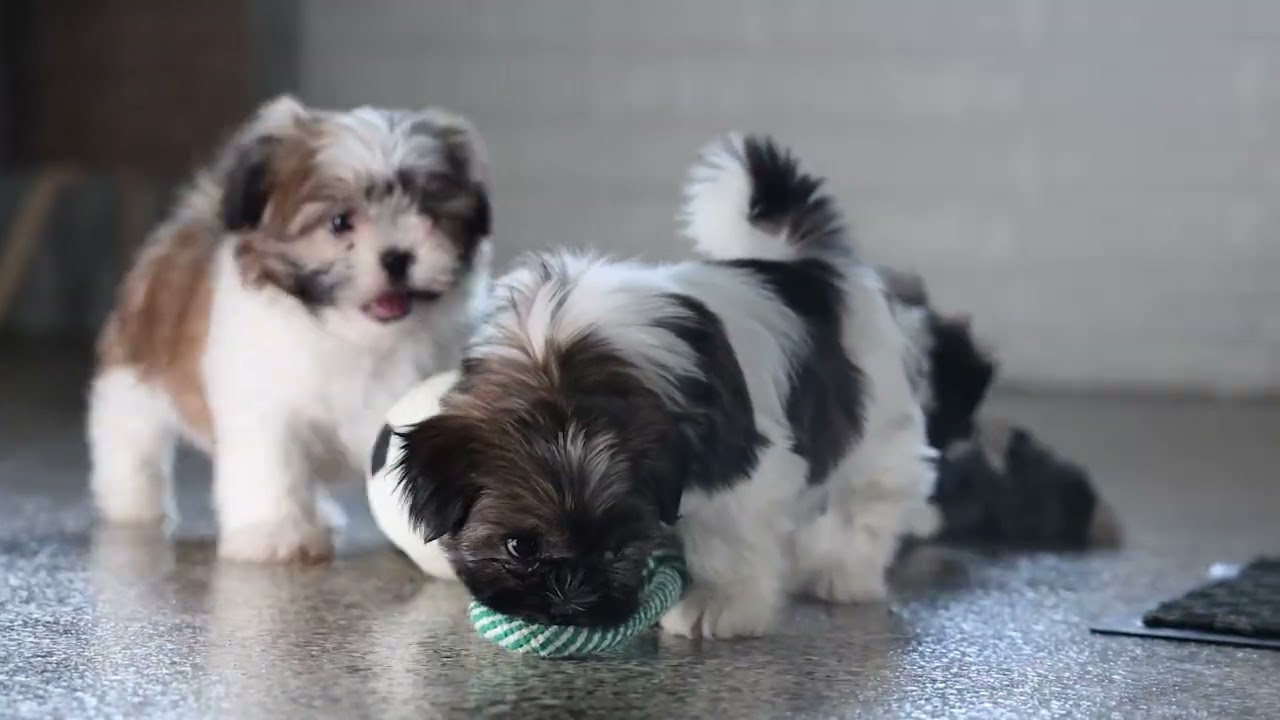 Playful & Adorable Shihtzu Puppies
