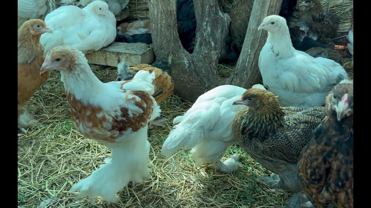 цыплята брама. куры Раффаэлло.