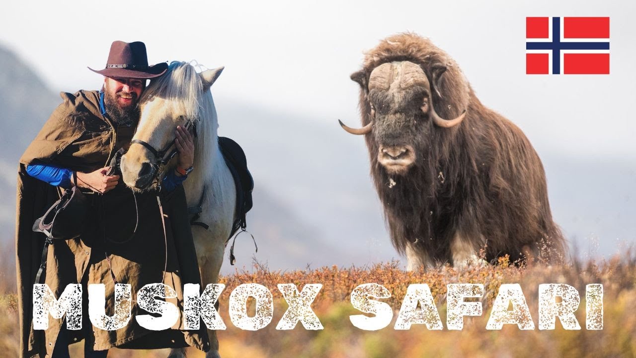 Muskox 