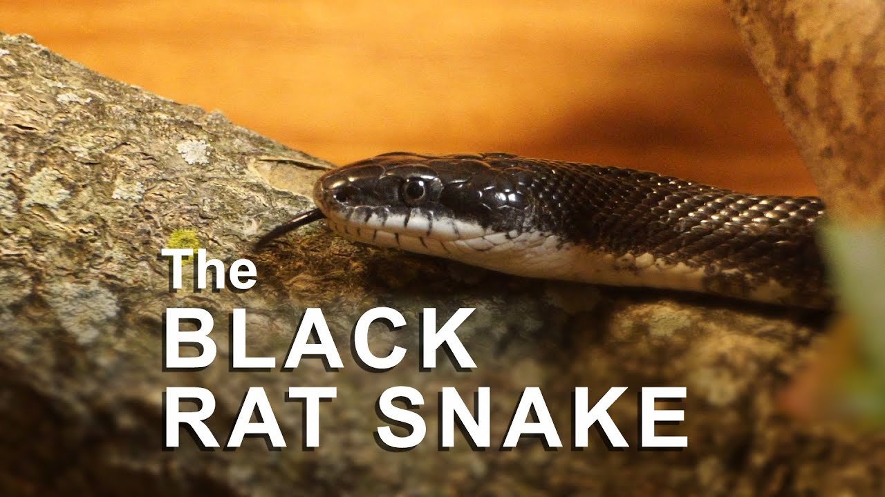 What is the Black Rat Snake?