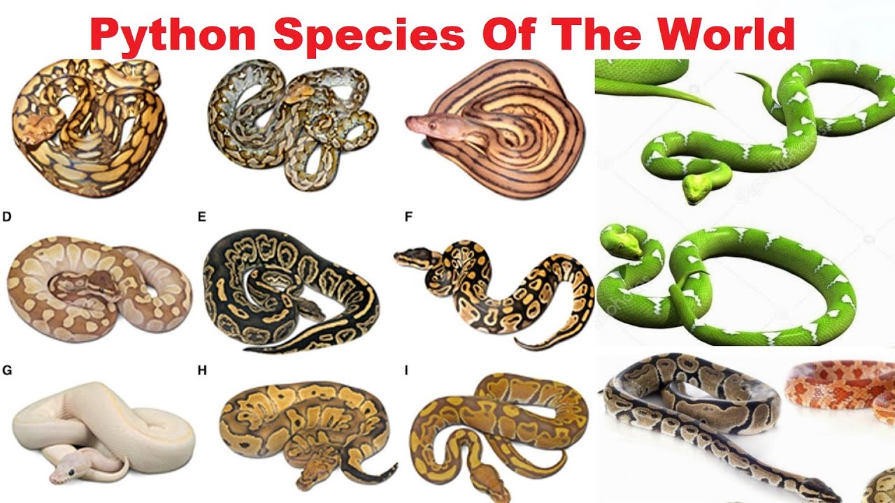 Python Species - All Python Species Of The World