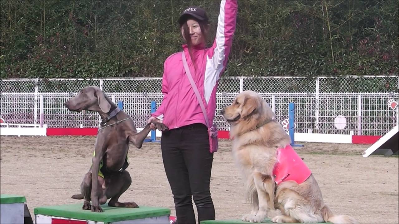 【岡崎市・わんわん動物園】ドッグレース☆ティペット・ヨークシャー・チワワ・柴犬・ジャックラッセルテリア・ワイマラナー・ゴールデン☆