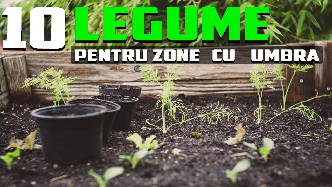 10 LEGUME PERFECTE pentru a fi crescute în LOCURILE cu UMBRĂ