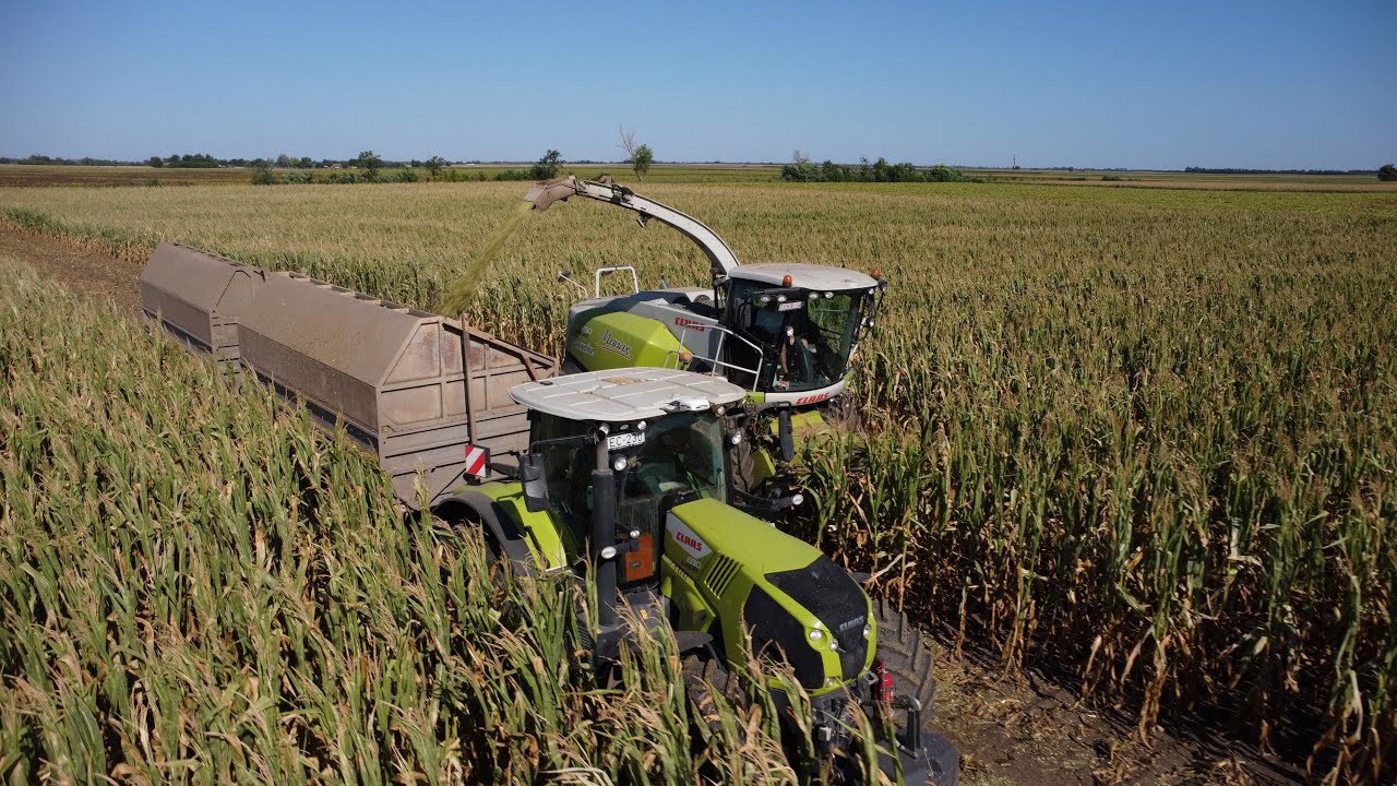 Kukorica Silózás - 2x Rába Steiger  + Claas Jaguár 850