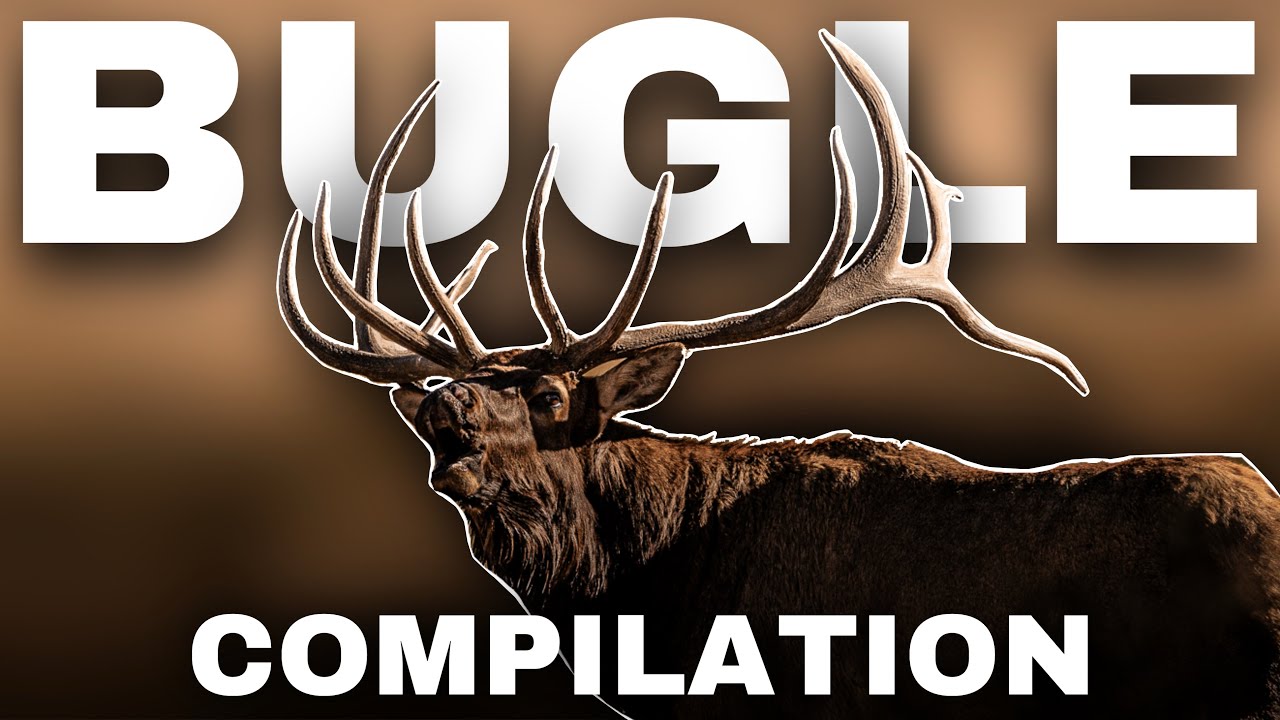 Elk Bugle Compilation – GIANT Bull Screaming in the Rut! (Must-Hear Elk Sounds)