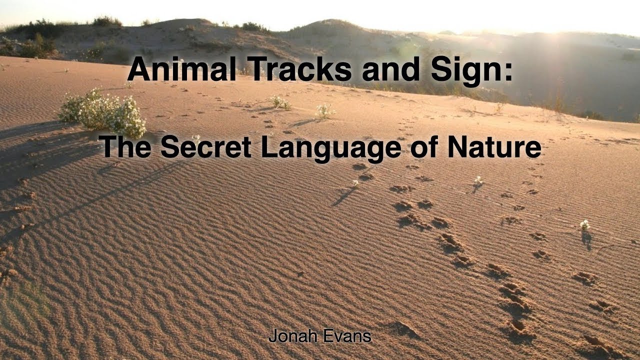 Intro to Animal Track Identification
