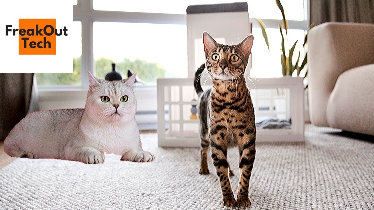 5 Awesome Inventions For Your Cat