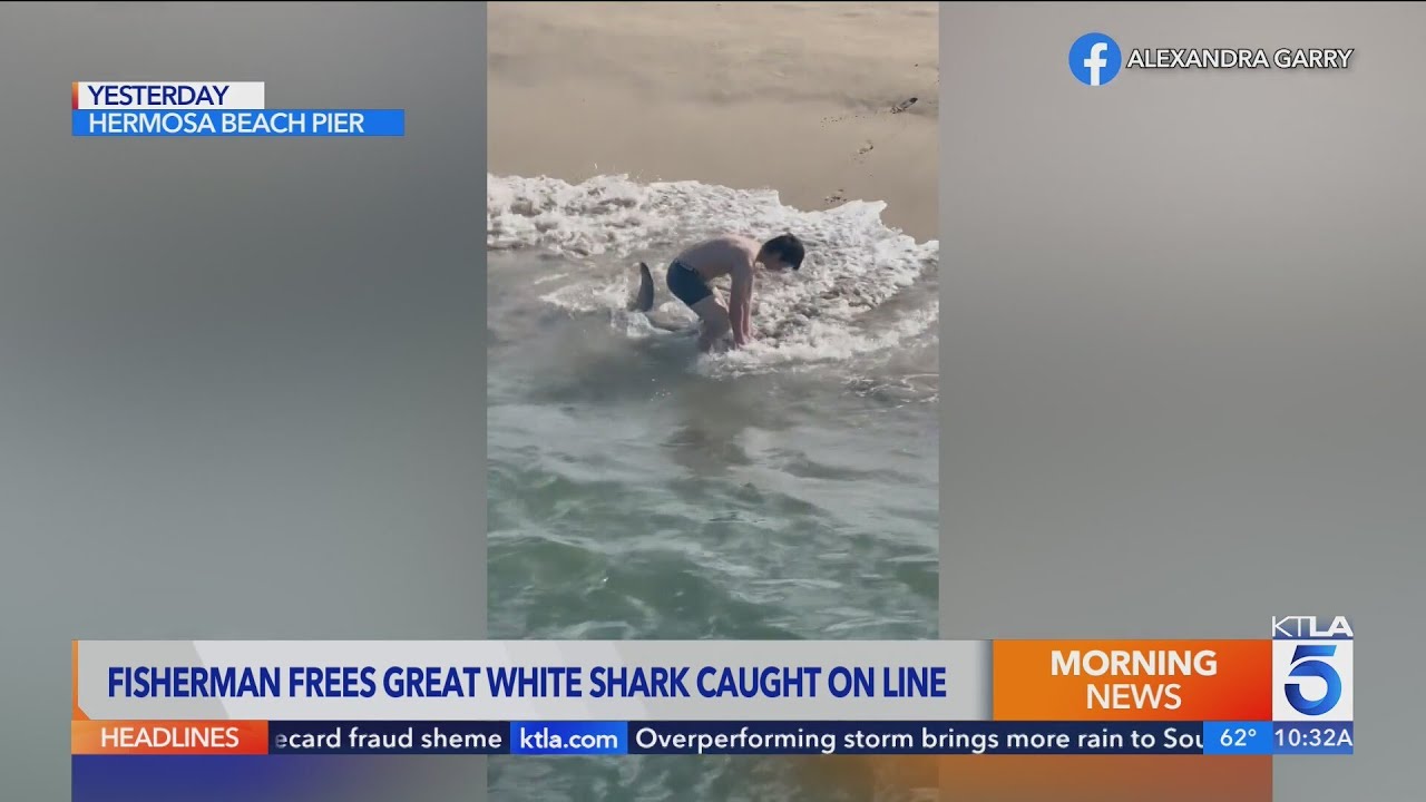 Fisherman frees great white shark caught on line at Hermosa Beach