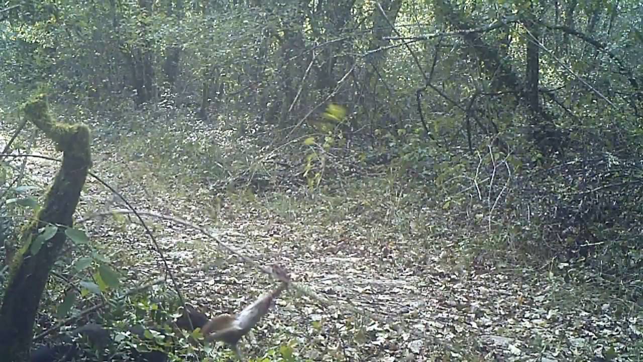Goshawk, Pine Marten and Fox