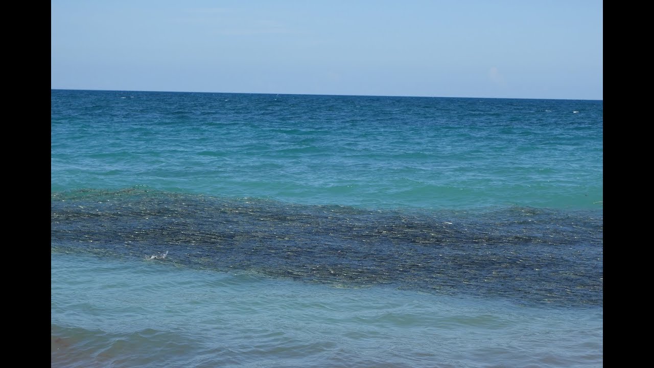 Mullet Run 2017 First Sighting Vero Beach Fl