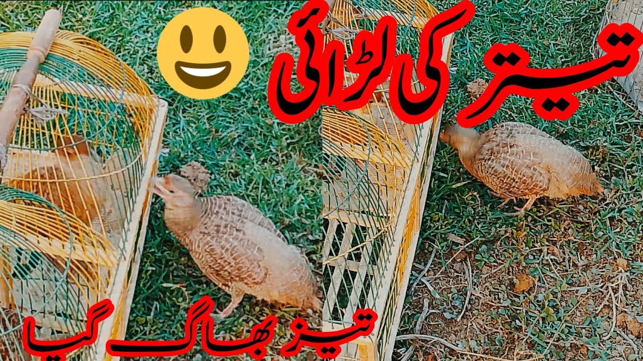 تیتر کی لڑائی تیتر بھاگ گیا@جونی بھرا