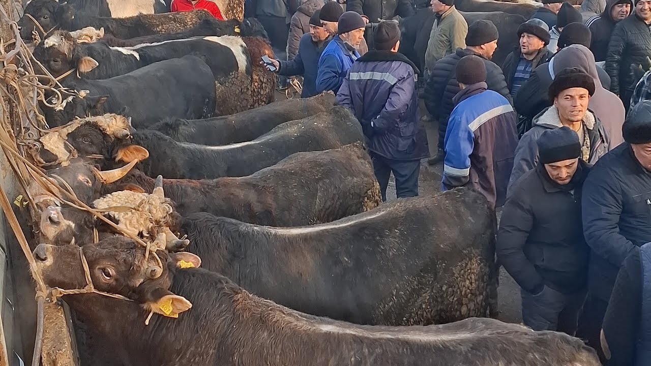 Uychi tumani yorqorg'on semiz buqa bozori 