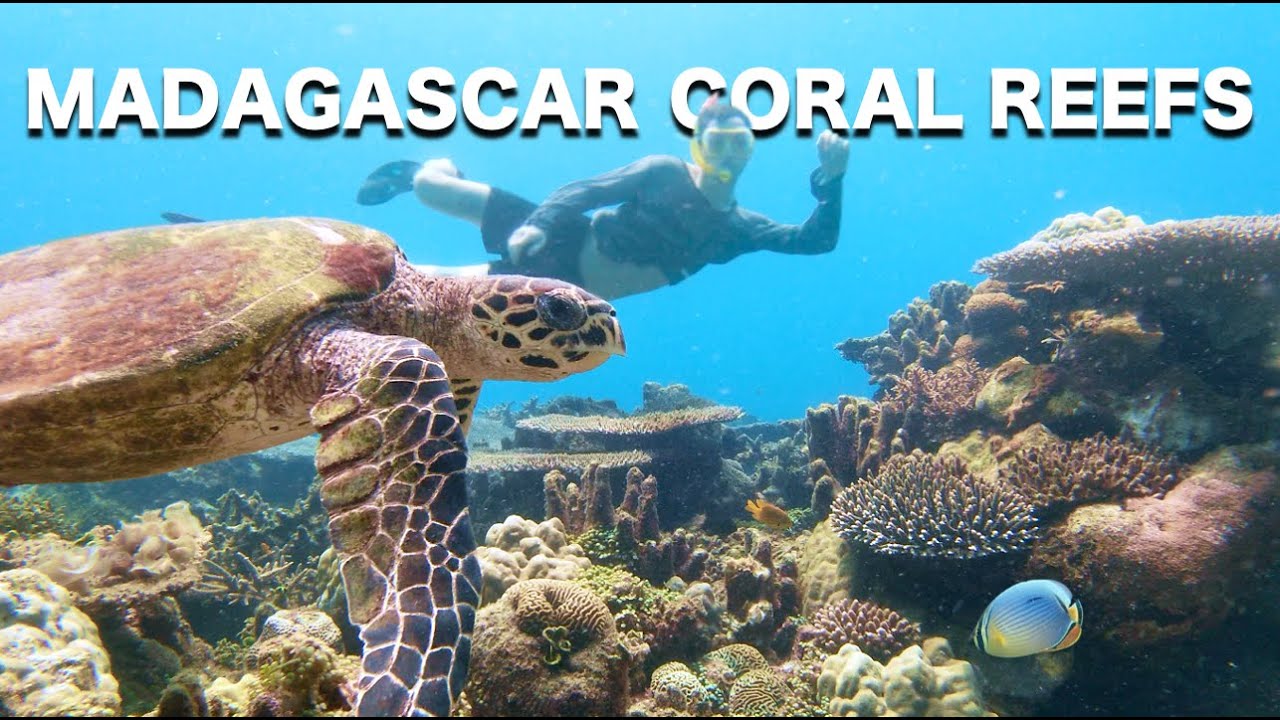 Snorkling & Scuba Diving in Madagascar // Nosy Tanikely 2025 - 4K