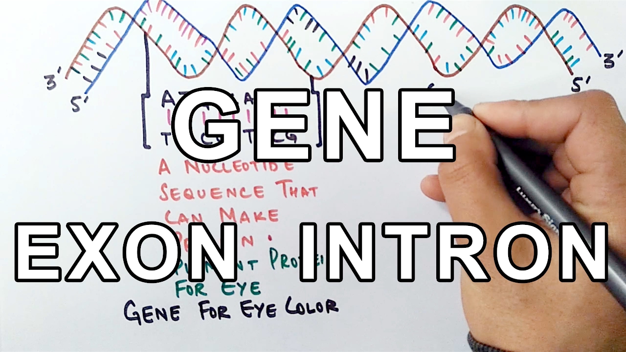 What is a GENE ? A Molecular Approach