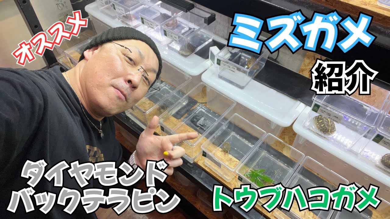 DREXXで人気の🎉ミズガメオールスターズ🎉一挙紹介✨🐢✨