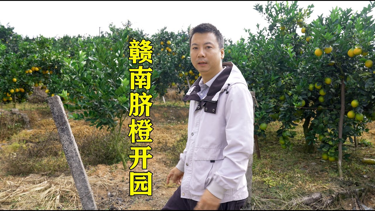 华农兄弟：【赣州脐橙】开园，2025年11月1日拍摄