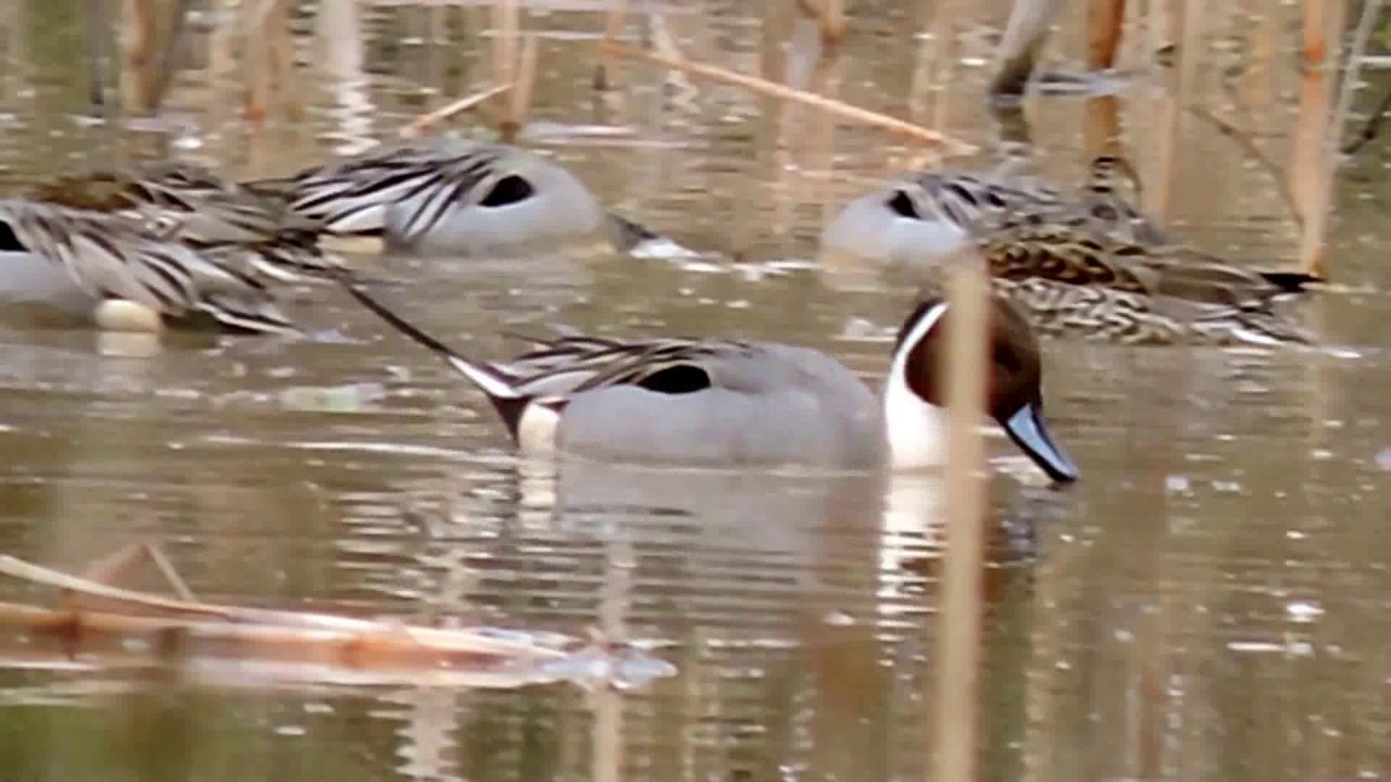 Capital Naturalist: Northern Pintail Ducks