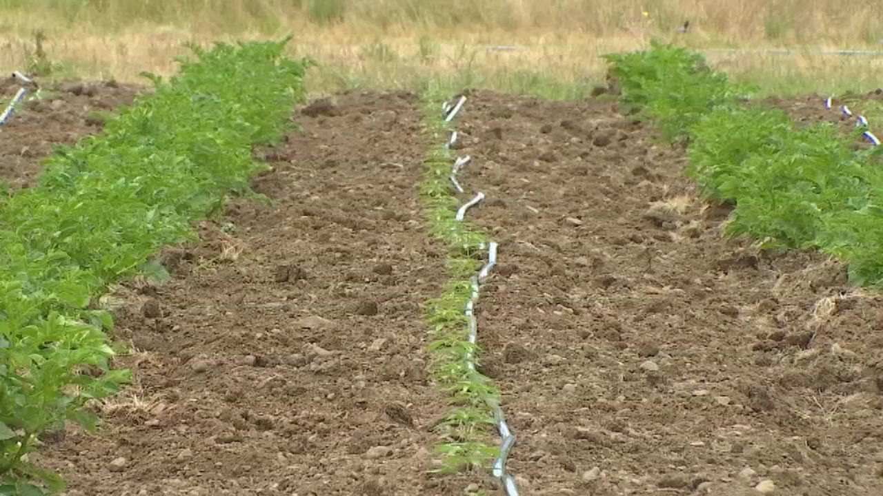 Hemp farmers have grown within the last year but regulations are still new and changing