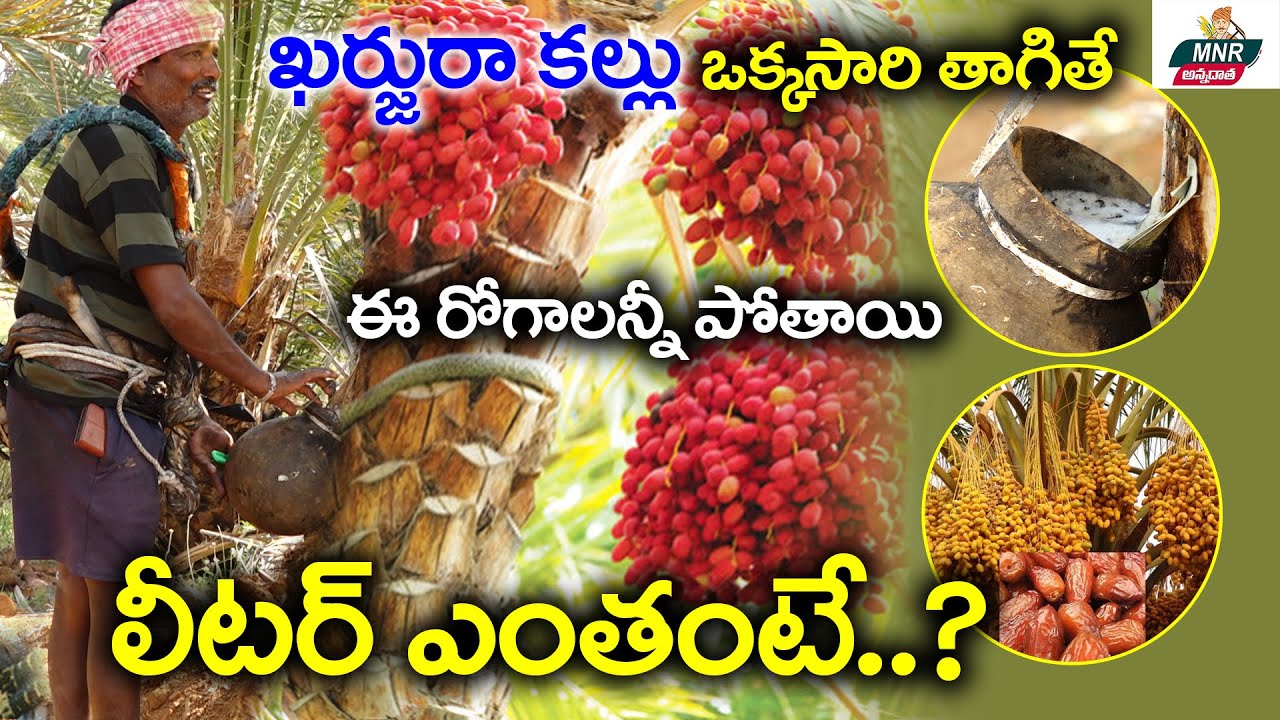 కమ్మనైన ఖర్జూర కల్లు | Special Story On Kharjura Kallu | #KharjuraKallu | MNR Annadatha