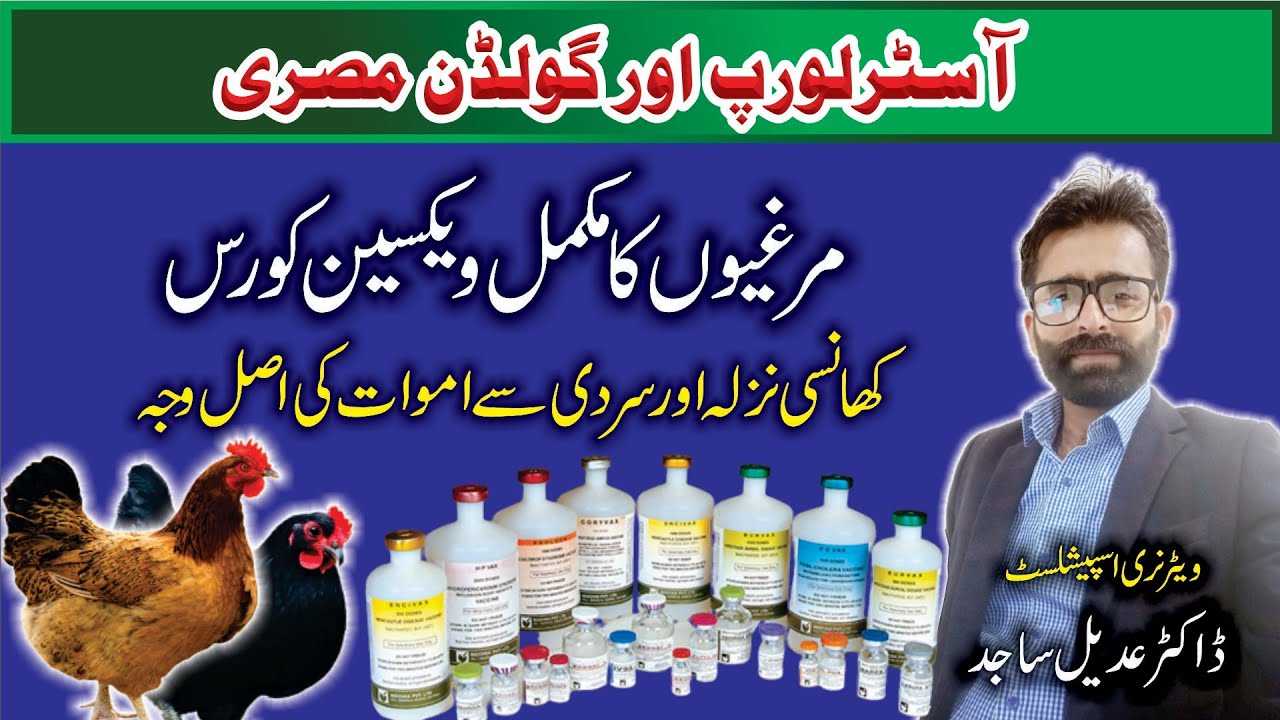Austarlorp And Golden Misri hen diseases And  Vaccination complete detail