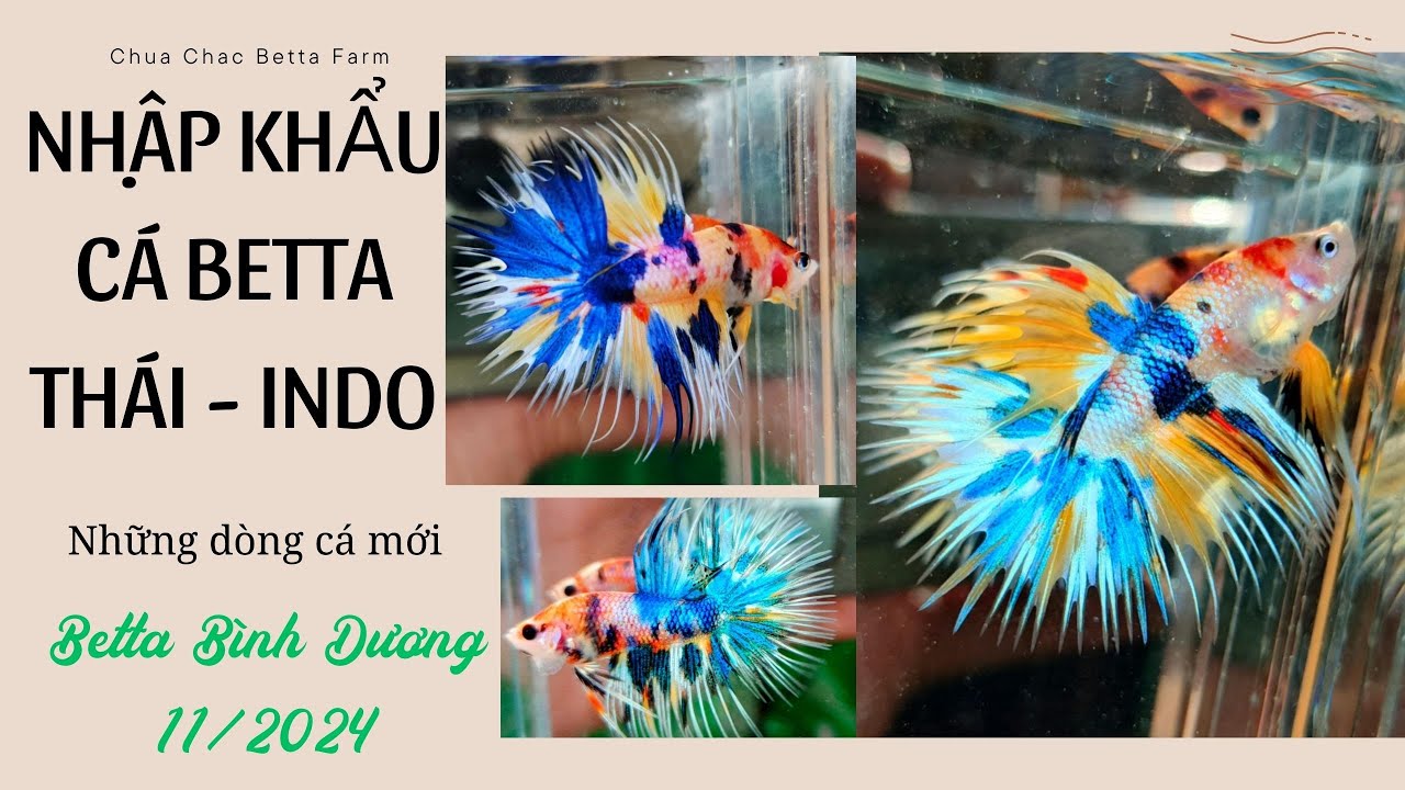 Chủ trại cá Betta Bình Dương chịu chơi, nhập cá Betta từ Indo, Thailand mỗi tháng là ai?