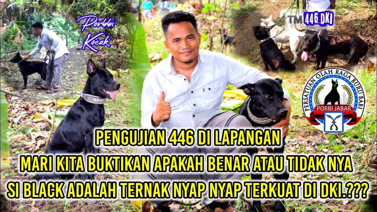 Porbbi Kocak||Pengujian Si Black 446 Di Lapangan Lokasi Buru Cijambe Karawang porbbi Jabar