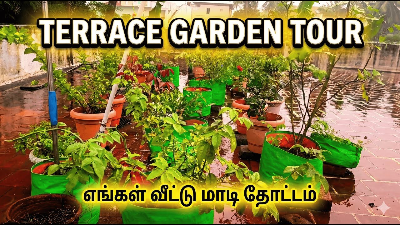 எங்கள் வீட்டு மாடி தோட்டம் | Terrace Garden Tour in Tamil
