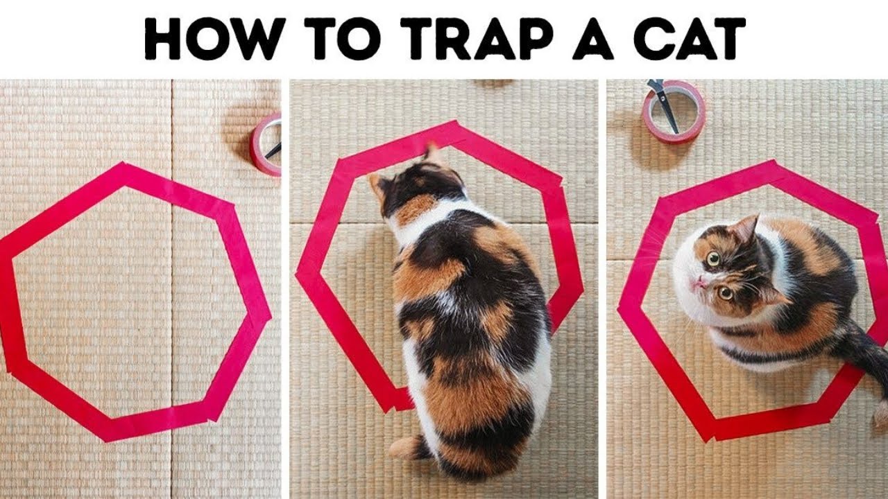30 Photos Proving That Cat Logic Is Hilarious