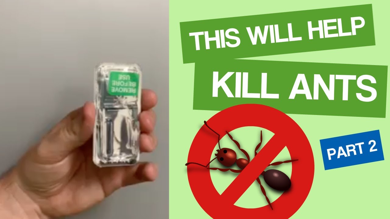 How to Kill Ants Part 2   Organic Pest Control Phoenix