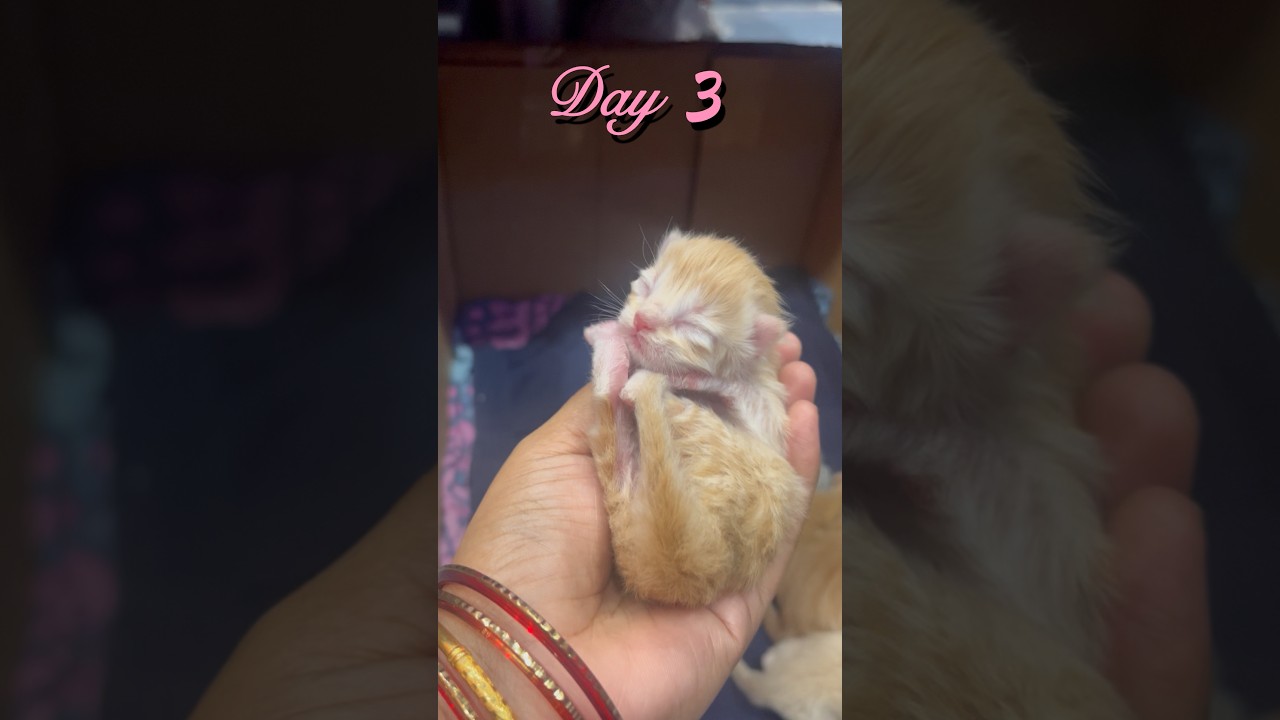 Day 3 kitten update 