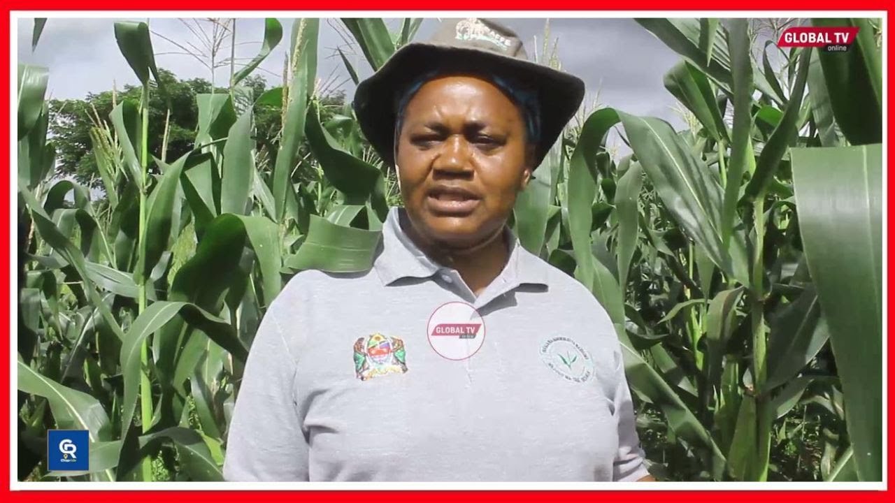 TARI MBEYA - ''MAHINDI LISHE YA NJANO KUSAIDIA KUTATUA CHANGAMOTO YA MACHO''...