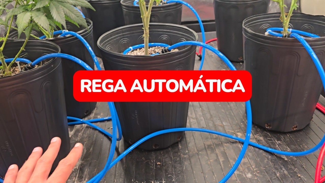 Sistema de rega automática no cultivo indoor