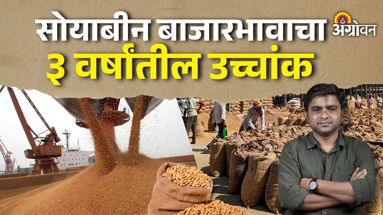 Soybean Rate: अमेरिकेच्या सोयाबीनला मागणी वाढल्याने भावात तेजी | Agrowon
