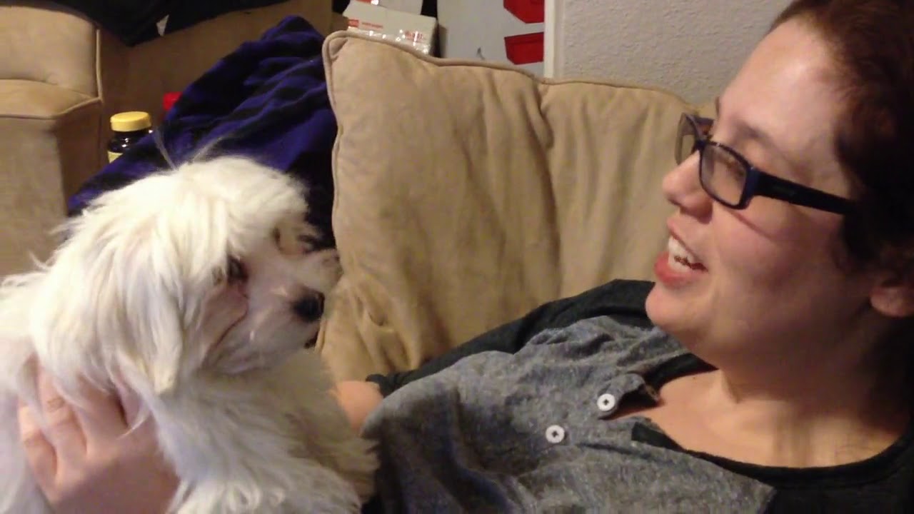 Puppy Timothy licks the air from Mama