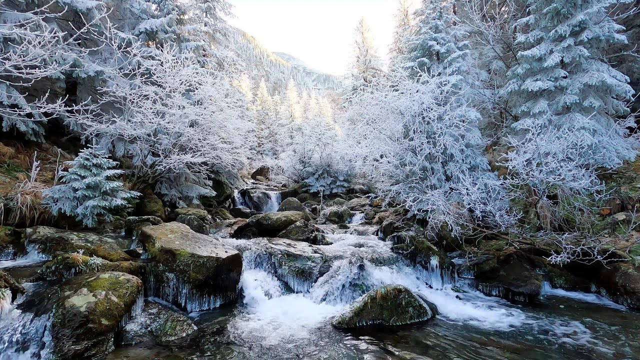 🎶 Snow forest river ambience Jazz | Tranquil Jazz Music & Nature Therapy For Focus & Study