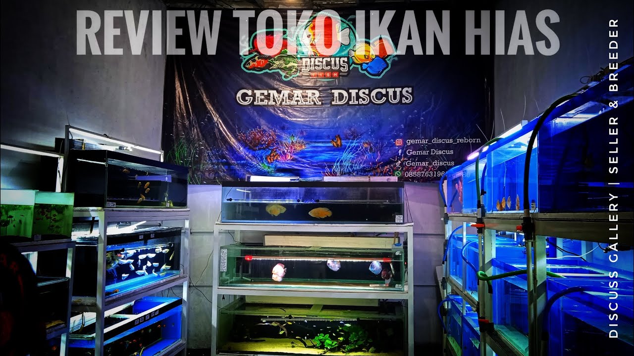 ‼️ Disini nih Surga Nya Ikan Hias dan Predator ‼️ di Ungaran || Gemar Discus || 🐠🍃 #fish #arowana