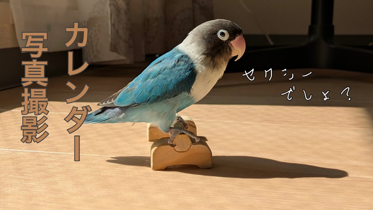 カレンダー写真撮影【ボタンインコのぶーちゃん】