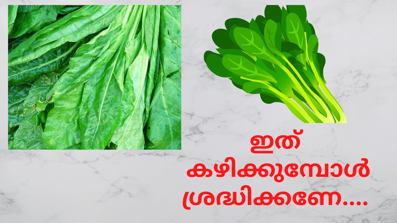 പാലക് കഴിക്കുന്നത്‌ കൊണ്ടുള്ള ഗുണങ്ങൾ പക്ഷെ...  |palak cheera malayalam