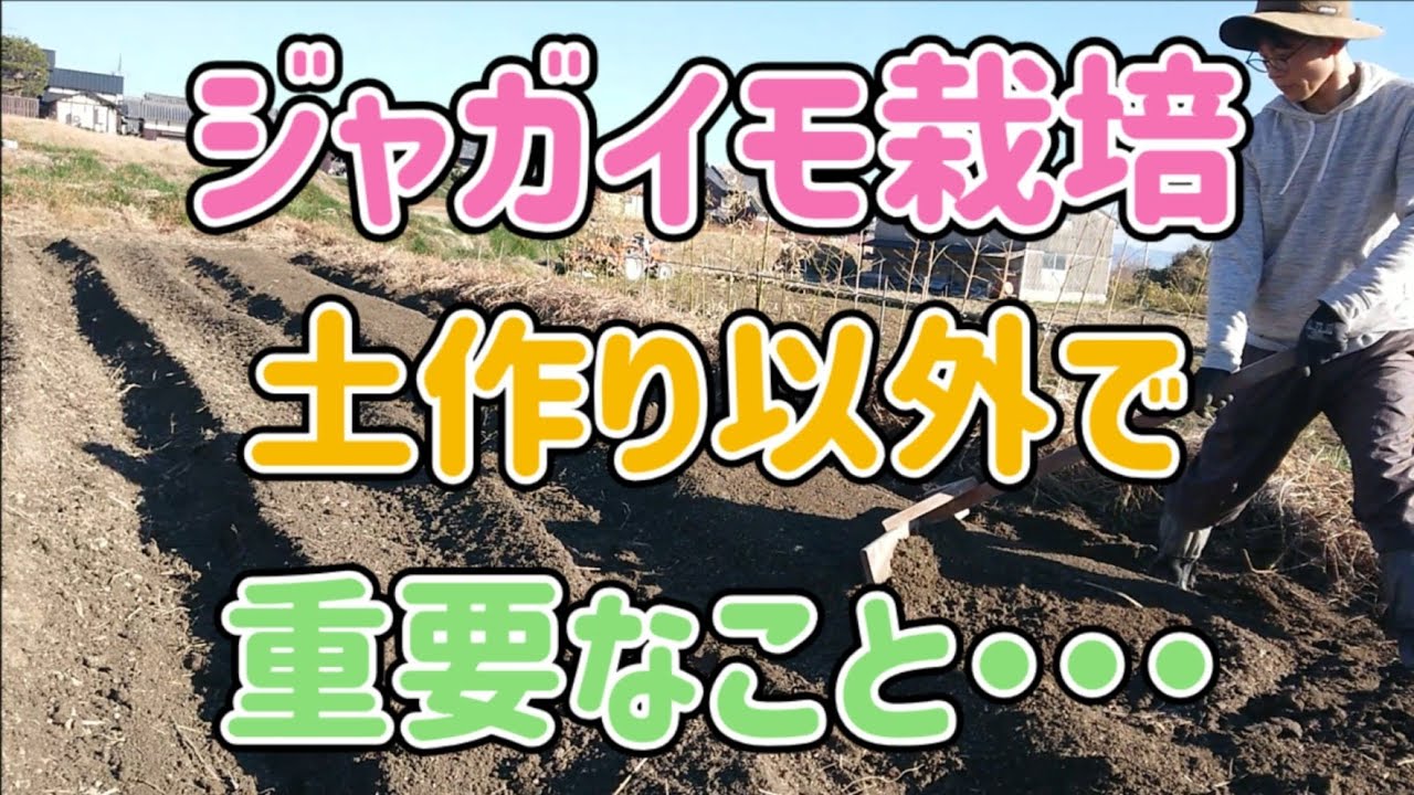 ジャガイモ栽培 土作り以外で大事なことあります・・・
