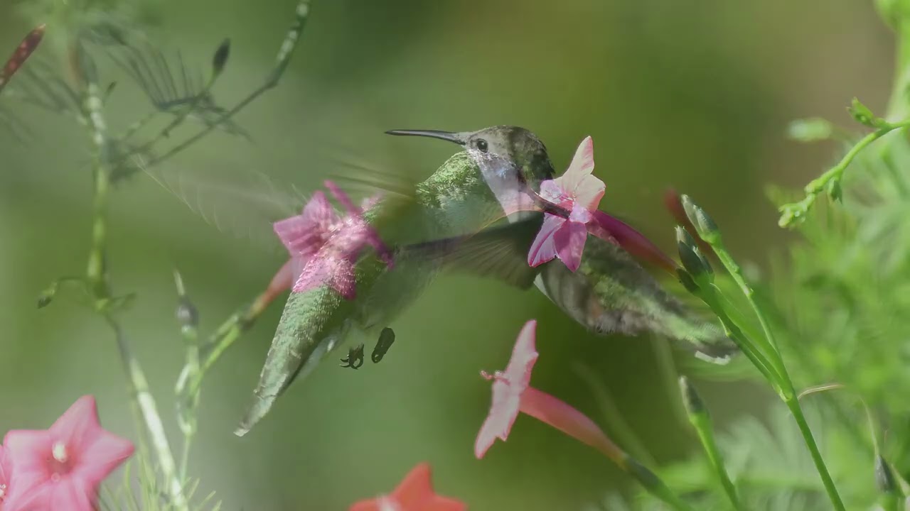 September Hummingbirds