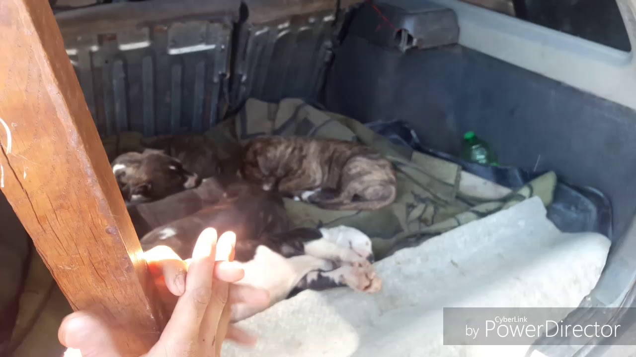 Собачий рынок шахристан тараз