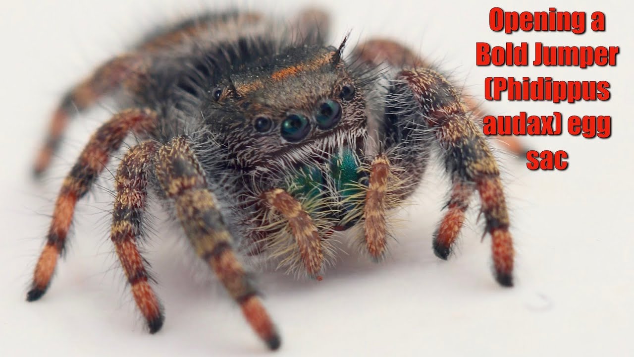 Bold Jumper Babies