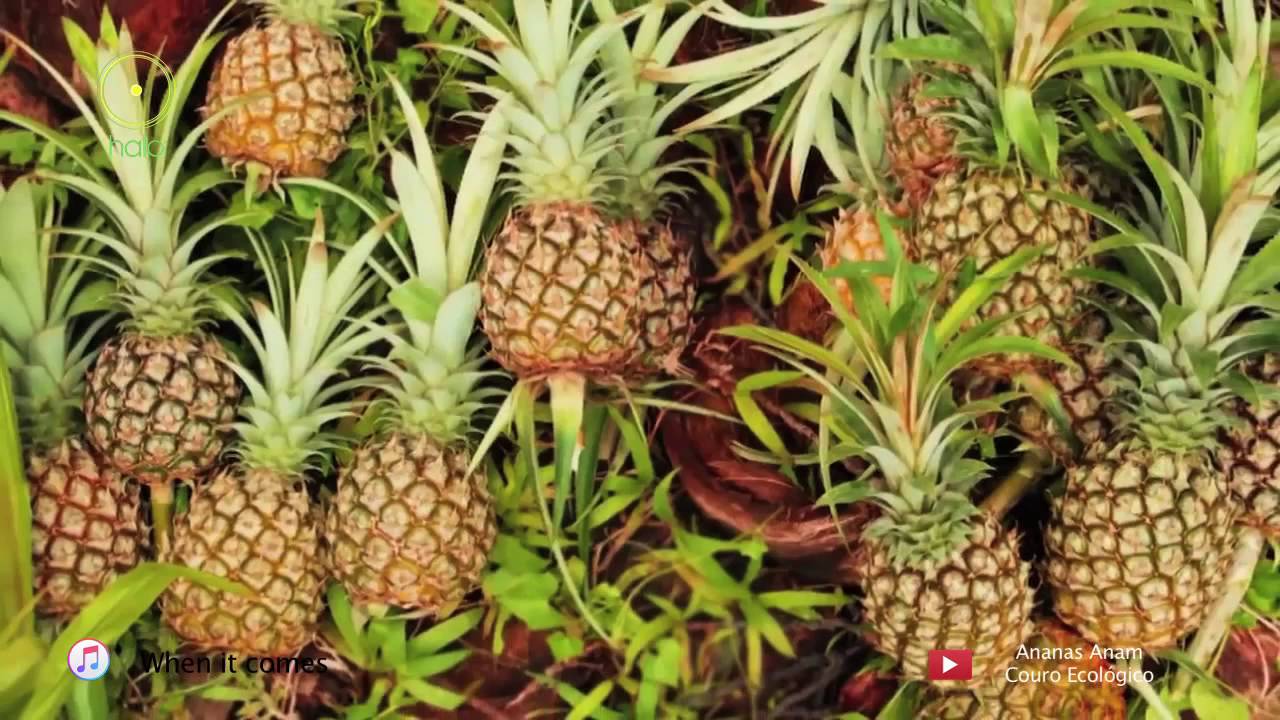 Cuero hecho con hojas de Piña