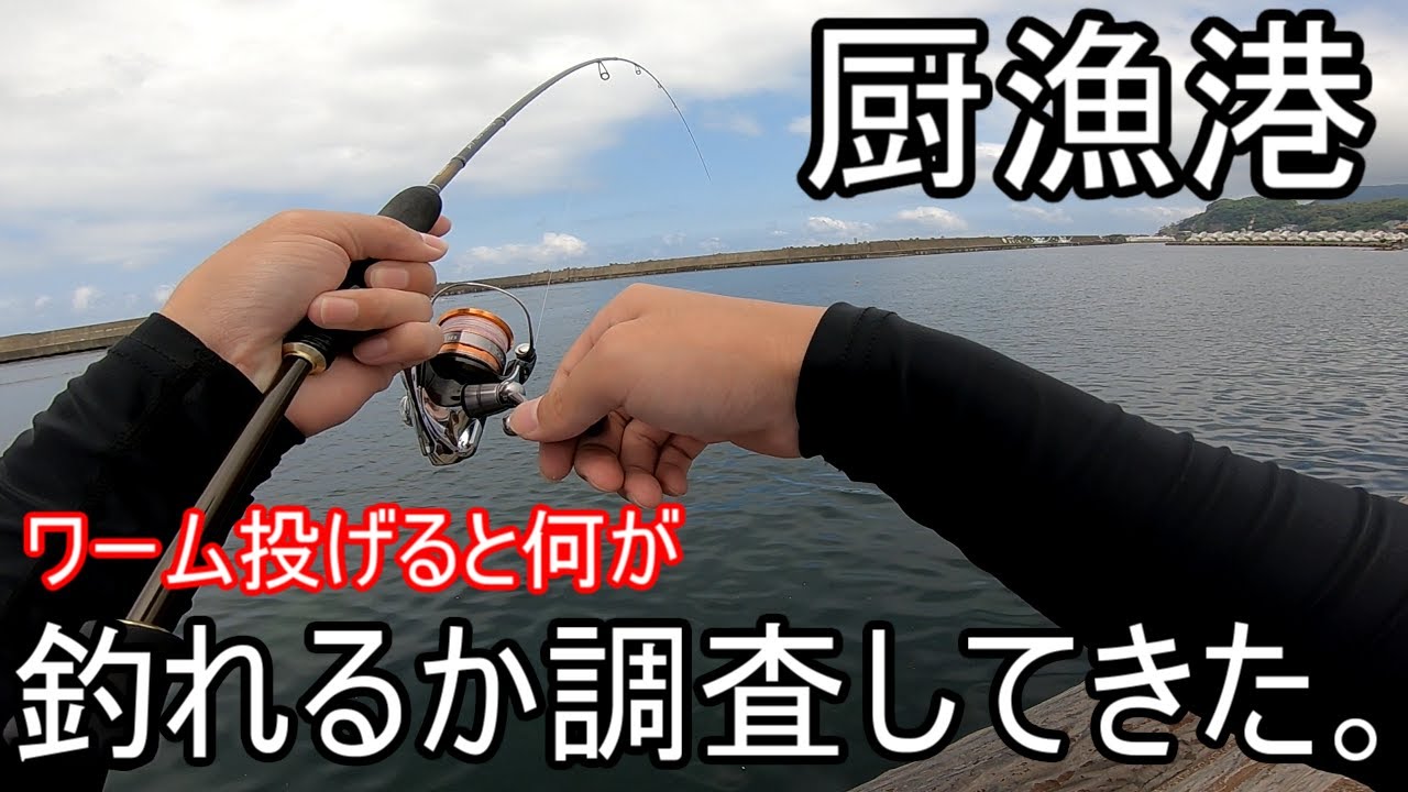 【福井、厨漁港】ワーム投げると何が釣れるか調査してきた。