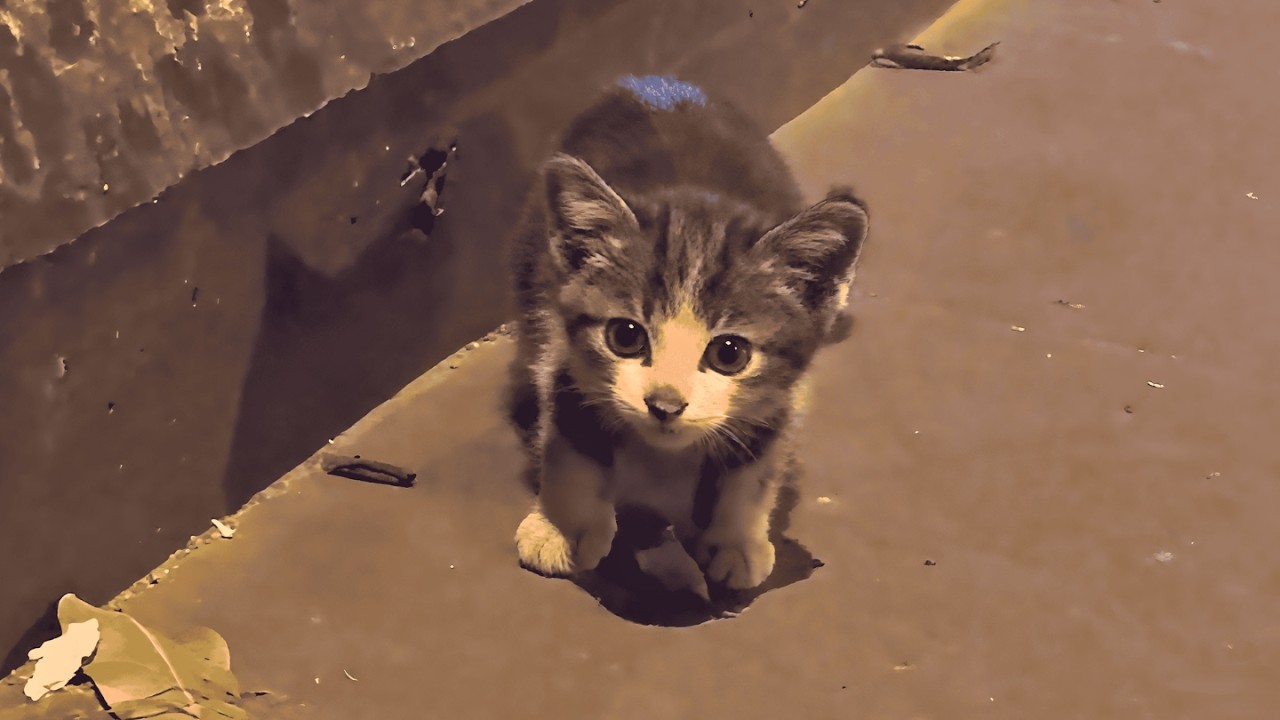 Самая печальная ночь в моей жизни началась с плача бездомного котёнка