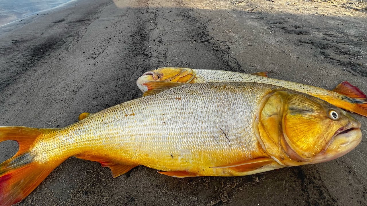 Acampando, DORADOS GIGANTES Y SURUBÍ de costa, Pesca nocturna