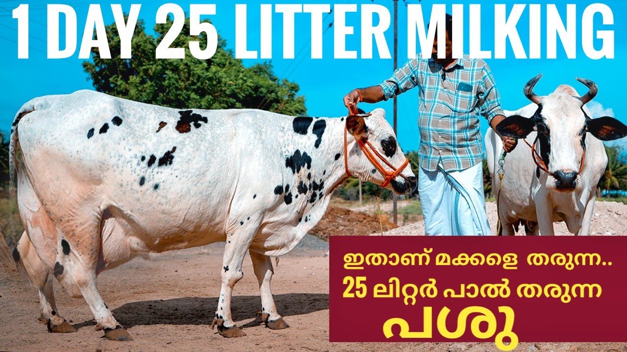 ഒറ്റ ദിവസം 25 ലിറ്റർ പാൽത്തരുന്ന പശുക്കളെ വേണോ  #cow #farmhouse #dairyfarming